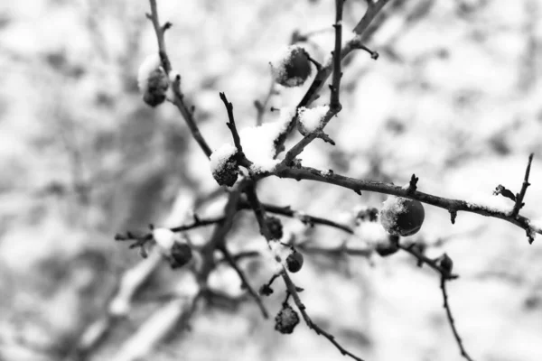 Grayscale Shot Hawthorn Winter — 图库照片