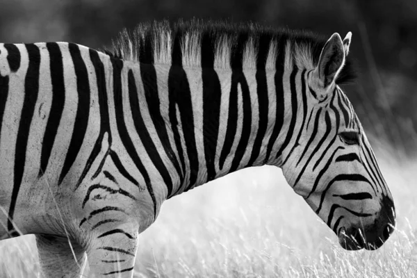 Closeup Shot Zebra Jungle — Photo