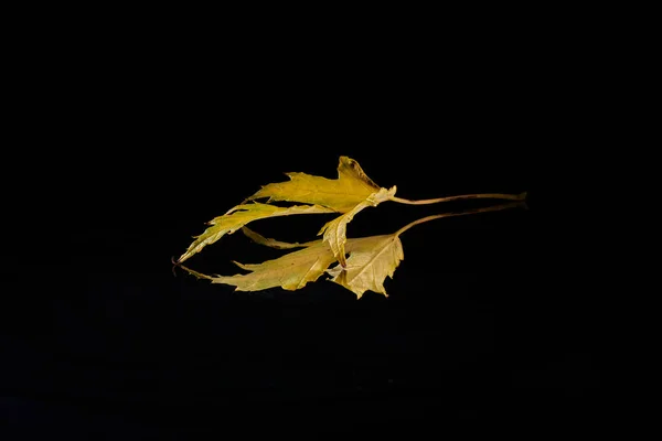 Maple Leaf Reflecting Mirror Dark Background — Stockfoto