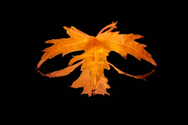Maple Leaf Reflecting Mirror Dark Background — Stock fotografie