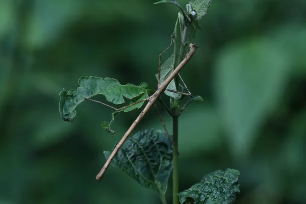 Seen Feeding Soft Top Parts Plant Stick Insect Phasmatodea Kaeng — Stockfoto