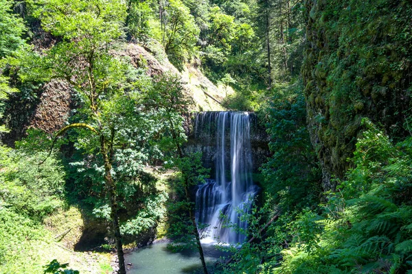 Beautiful View Waterfall Surrounded Lush Trees Plants Silver Falls State — Stockfoto