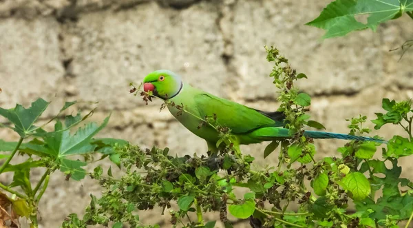 Lindo Papagaio Bico Rosa Anelado Verde Empoleirado Uma Planta Durante — Fotografia de Stock