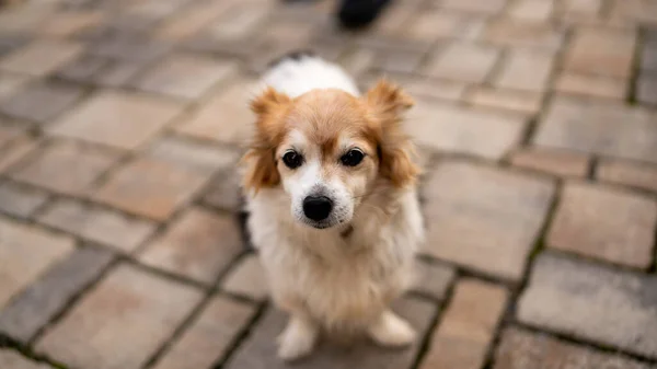 Close Shot Cute Little Welsh Corgi Dog Staring — 스톡 사진