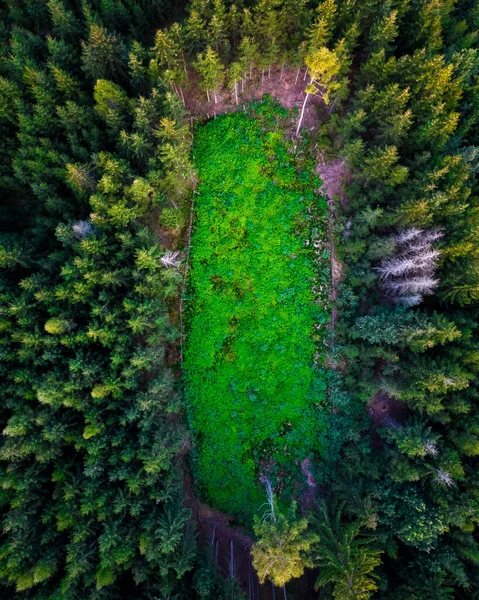 Aerial Shot Fresh Green Grass Field Middle Forest — Fotografia de Stock