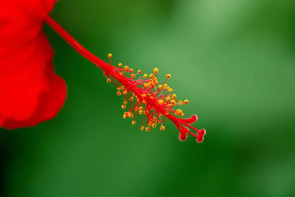 Зграя Блискучих Стигм Тичинок Рослини Червоного Гібіска Розмите Зелене Тло — стокове фото