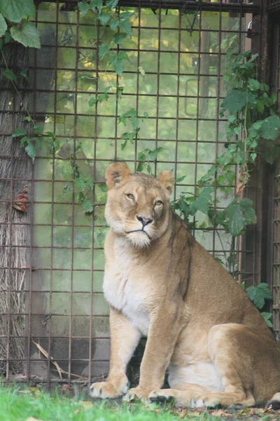 Vertical Shot Lioness Zoo — Foto de Stock