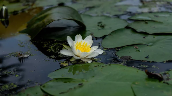 Hermoso Lirio Agua Estanque — Foto de Stock