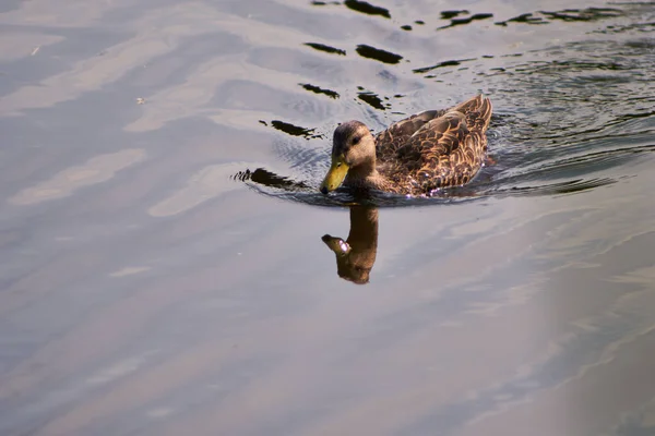 Female Mallard Duck Wading Pond — Foto Stock