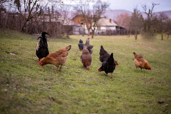 Flock Free Range Chickens Foraging Grasses Farm — Stock Fotó