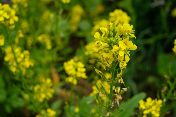 Primer Plano Una Violación Con Flores Amarillas — Foto de Stock