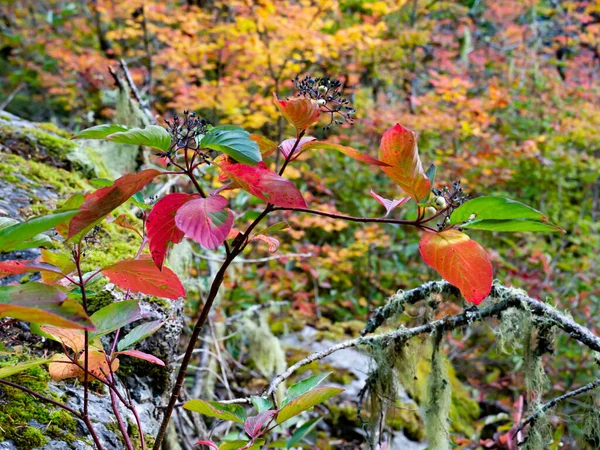 Beautiful View Colorful Autumn Woods — Zdjęcie stockowe