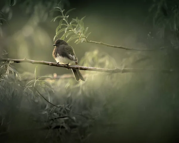Ein Flacher Fokus Eines Vogels Auf Einem Baum — Stockfoto
