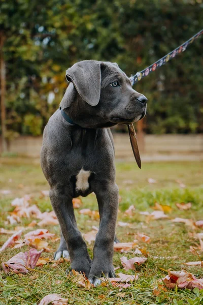 Vertical Shot Black Cute Cane Corso Puppy Walk — Stockfoto