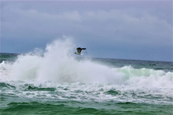 Beautiful View Seagull Flying Splashing Sea Waves — Stock Photo, Image