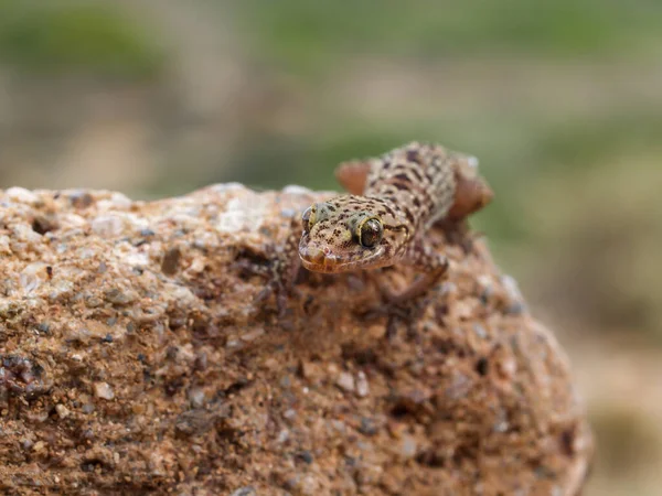 Closeup Shot Mediterranean House Gecko Hemidactylus Turcicus Greece — Stockfoto