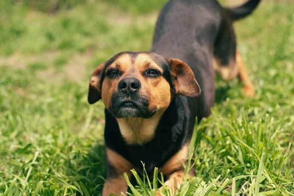 Close Shot Cute Lovely Tan Black Mixed Breed Dog Lying —  Fotos de Stock