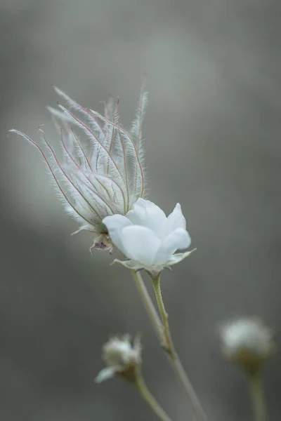 Plan Vertical Fleurs Pour Papier Peint Fond — Photo