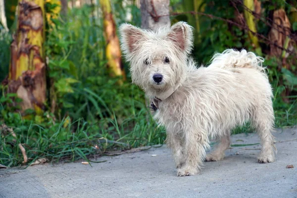 West Highland White Terrier Στο Πεζοδρόμιο Στο Πάρκο Βλάστηση Στο — Φωτογραφία Αρχείου