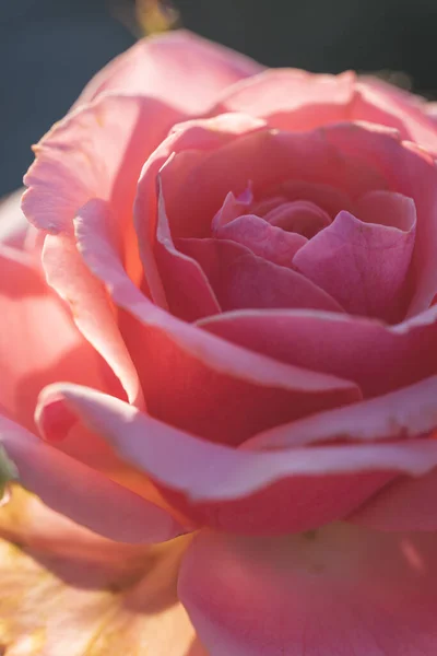 Pionowy Strzał Pięknej Róży Tapetę Tło — Zdjęcie stockowe