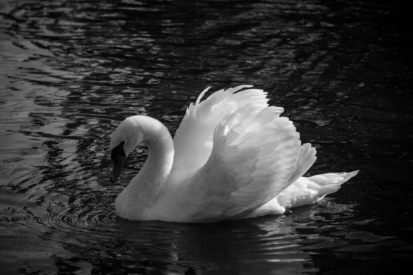 Cisne Blanco Superficie Del Agua — Foto de Stock