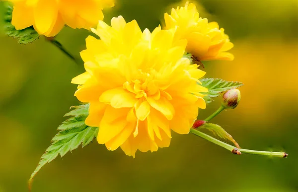 Closeup Shot Double Flowered Yamabuki Flowers Blooming Garden Green Background — Stock Fotó