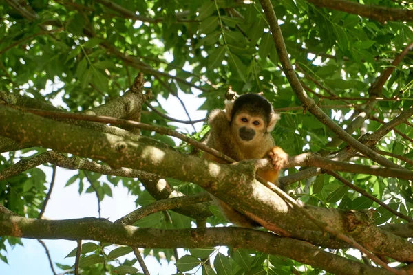 Adorável Macaco Esquilo Uma Árvore — Fotografia de Stock