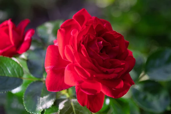 Shallow Focus Red Rose Blurred Green Background — Foto Stock