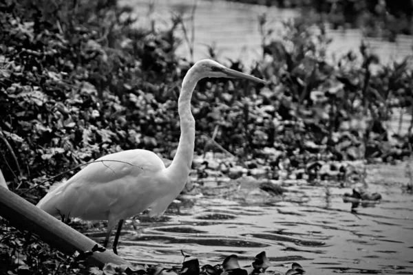 Grayscale Tall White Great Egret Ardea Alba Pond — Φωτογραφία Αρχείου