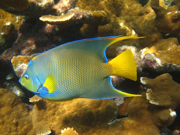 Saltwater Fish Townsend Angelfish Florida Keys National Marine Sanctuary — стокове фото