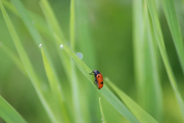 Close Shot Ladybug Sitting Grass — Zdjęcie stockowe