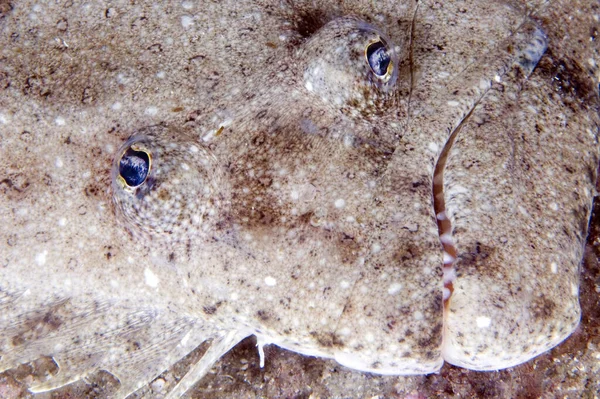 Closeup Flounder Gray Reef National Marine Sanctuary — Φωτογραφία Αρχείου