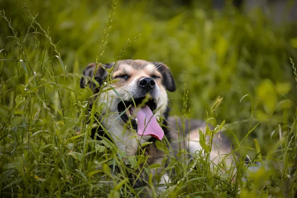 Closeup Shot Farm Dog Lying Grasses — Zdjęcie stockowe