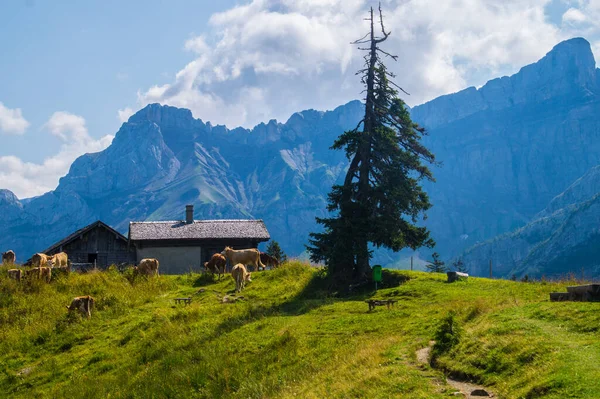 夏のスイスのアルプスの美しい風景 — ストック写真