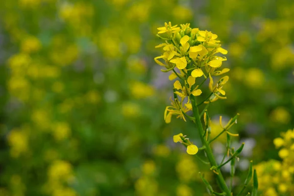 Gros Plan Une Plante Colza Aux Fleurs Jaunes — Photo