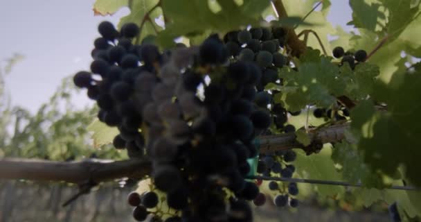 Виноград Винограднике — стоковое видео