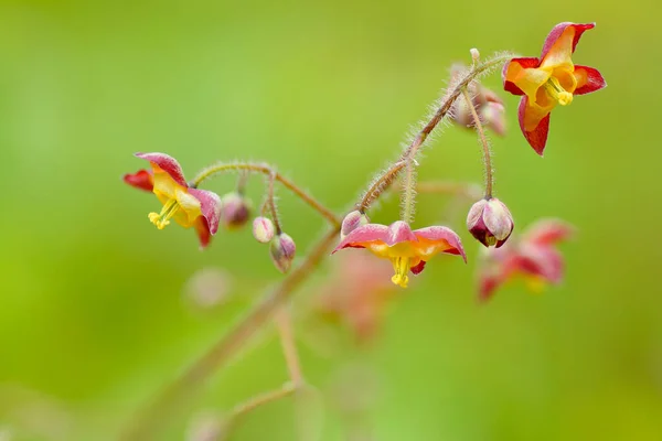 Closeup Shot Alpine Barrenwort Epimedium Alpinum Flowers Growing Garden — Stok fotoğraf