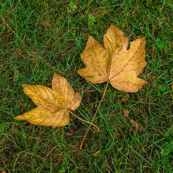 Detailní Záběr Spadlých Suchých Podzimních Listí Zemi — Stock fotografie