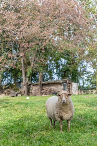 Otlaktaki Koyunların Dikey Görüntüsü — Stok fotoğraf