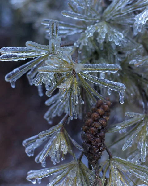 Vertical Closeup Plants Covered Icicles — Stock fotografie