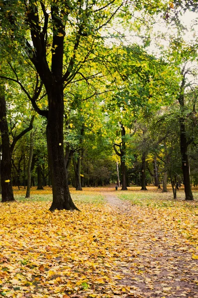 Vertical Shot Autumn Park Lot Fallen Leaves Still Green Trees — Stockfoto