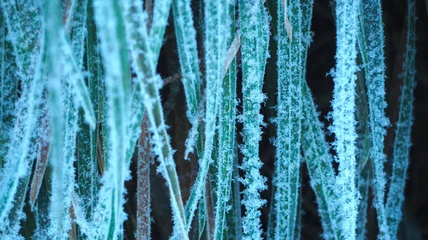Closeup Shot Frozen Grass Wallpaper Background — стоковое фото