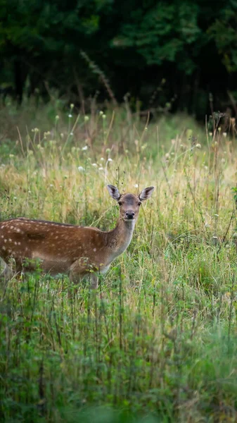 Female Spotted Deer Forest — Fotografia de Stock