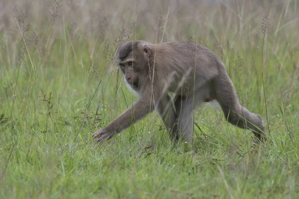 Northern Pig Tailed Macaque Macaca Leonina Thailand — Stock Photo, Image