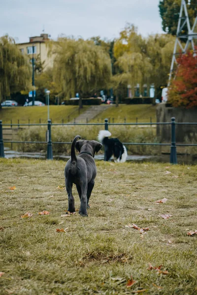 Vertical Shot Black Cute Cane Corso Puppy Walk — 스톡 사진