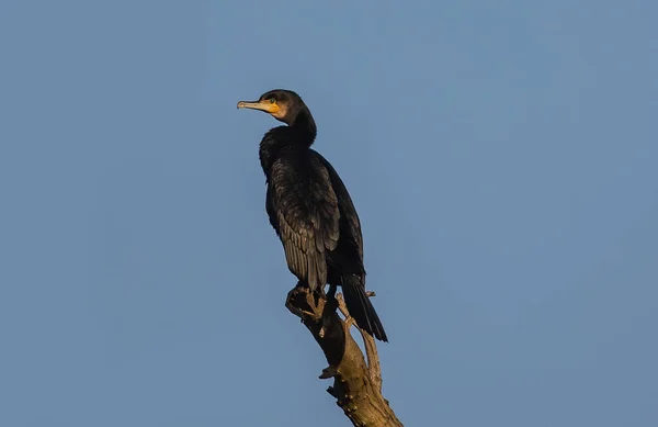 Cormorant Perching Tree Blue Sky — Stockfoto