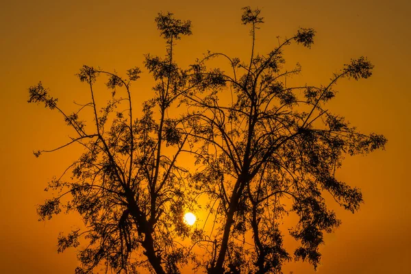 Beautiful Image Tree Twigs Orange Sun Background — 스톡 사진