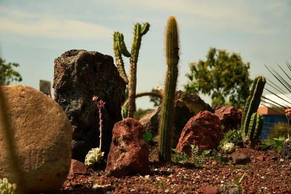 Selective Cactus Plant Garden — Photo