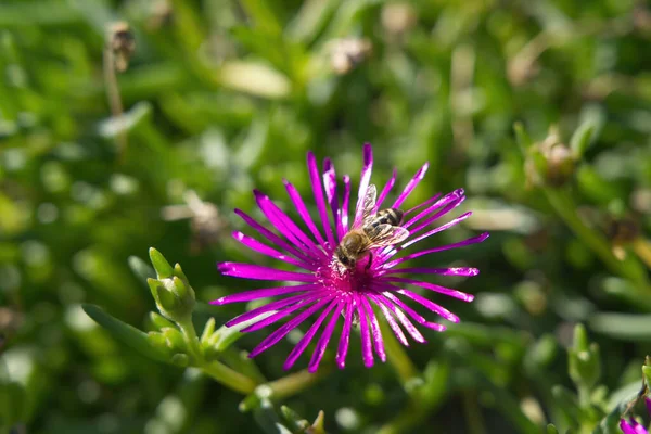 Bee Collecting Pollen Violet Flower — Stockfoto
