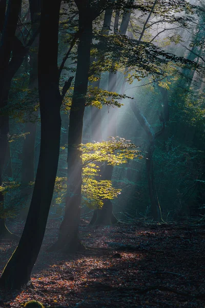 Vertical Shot Beautiful Sunlight Rays Passes Trees Forest — Foto de Stock